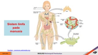 Sistem limfa
pada
manusia
Sumber : commons.wikimedia.org
 