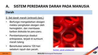 2. Sel darah merah (eritrosit) (lanj.)
• Berfungsi mengedarkan oksigen
melalui pengikatan oksigen oleh
hemoglobin, dan membawa
karbon dioksida ke paru-paru.
• Pembentukannya disebut
eritropoesis, terjadi di sumsum
merah tulang
• Bersirkulasi selama 120 hari
sebelum rapuh dan pecah.
A. SISTEM PEREDARAN DARAH PADA MANUSIA
Darah
Sumber : geralt, pixabay.com
 