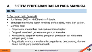 3. Sel darah putih (leukosit)
• Jumlahnya 5000 – 10.000 sel/mm3 darah.
• Berfungsi melindungi tubuh terhadap benda asing, virus, dan bakteri.
• Memiliki sifat:
o Diapedesis: menembus pori-pori membran kapiler.
o Bergerak ameboid: gerakan menyerupai Amoeba.
o Kemotaksis: bergerak karena pengaruh pelepasan zat kimia oleh
jaringan yang rusak.
o Fagositosis: mampu menelan mikroorganisme, benda asing, dan sel
darah merah yang sudah tua/rusak.
A. SISTEM PEREDARAN DARAH PADA MANUSIA
Darah
 