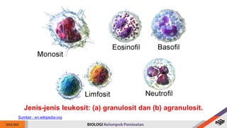 Jenis-jenis leukosit: (a) granulosit dan (b) agranulosit.
Sumber : en.wikipedia.org
 