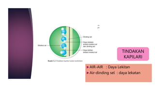 AIR-AIR : Daya Lekitan
Air-dinding sel : daya lekatan
TINDAKAN
KAPILARI
 