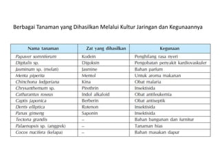Berbagai Tanaman yang Dihasilkan Melalui Kultur Jaringan dan Kegunaannya
 
