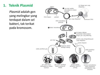 1. Teknik Plasmid
Plasmid adalah gen
yang melingkar yang
terdapat dalam sel
bakteri, tak terikat
pada kromosom.
 