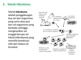 2. Teknik Hibridoma
Teknik hibridoma
adalah penggabungan
dua sel dari organisme
yang sama atau pun
dari sel organisme yang
berbeda sehingga
menghasilkan sel
tunggal berupa sel
hibrid (hibridoma) yang
memiliki kombinasi
sifat dari kedua sel
tersebut.
 