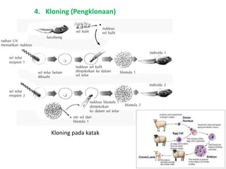 4. Kloning (Pengklonaan)
Kloning pada katak
 