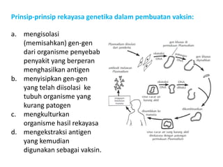 Prinsip-prinsip rekayasa genetika dalam pembuatan vaksin:
a. mengisolasi
(memisahkan) gen-gen
dari organisme penyebab
penyakit yang berperan
menghasilkan antigen
b. menyisipkan gen-gen
yang telah diisolasi ke
tubuh organisme yang
kurang patogen
c. mengkulturkan
organisme hasil rekayasa
d. mengekstraksi antigen
yang kemudian
digunakan sebagai vaksin.
 