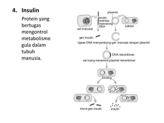 4. Insulin
Protein yang
bertugas
mengontrol
metabolisme
gula dalam
tubuh
manusia.
 