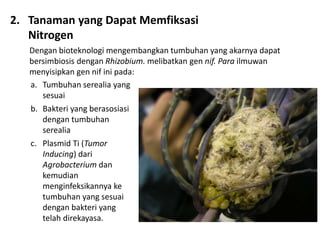 2. Tanaman yang Dapat Memfiksasi
Nitrogen
Dengan bioteknologi mengembangkan tumbuhan yang akarnya dapat
bersimbiosis dengan Rhizobium. melibatkan gen nif. Para ilmuwan
menyisipkan gen nif ini pada:
a. Tumbuhan serealia yang
sesuai
b. Bakteri yang berasosiasi
dengan tumbuhan
serealia
c. Plasmid Ti (Tumor
Inducing) dari
Agrobacterium dan
kemudian
menginfeksikannya ke
tumbuhan yang sesuai
dengan bakteri yang
telah direkayasa.
 