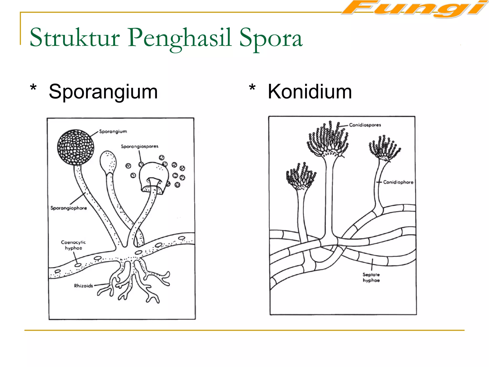 Struktur Penghasil Spora
* Sporangium * Konidium
 