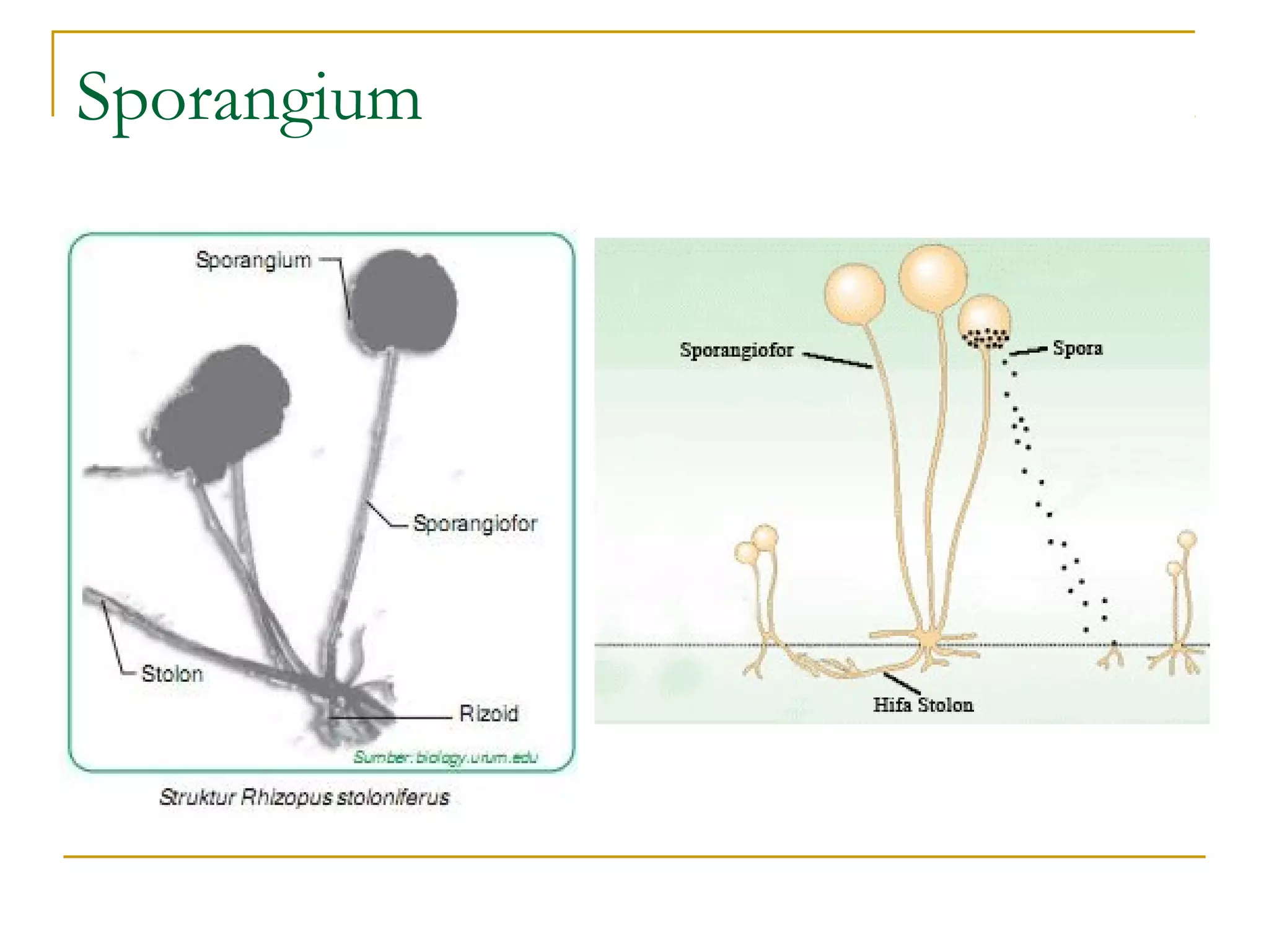 Sporangium
 