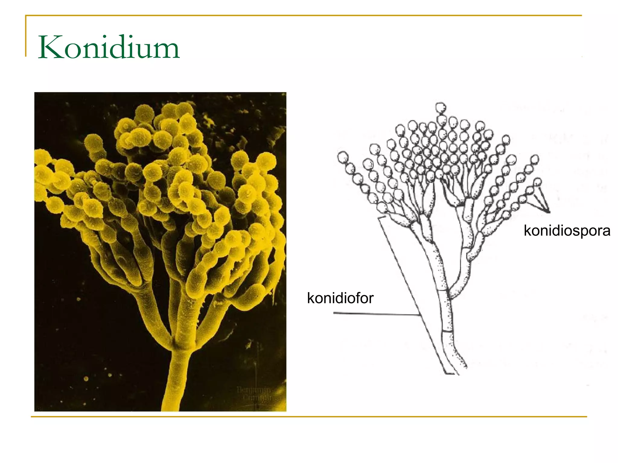 Konidium
konidioforkonidiofor
konidiosporakonidiospora
 
