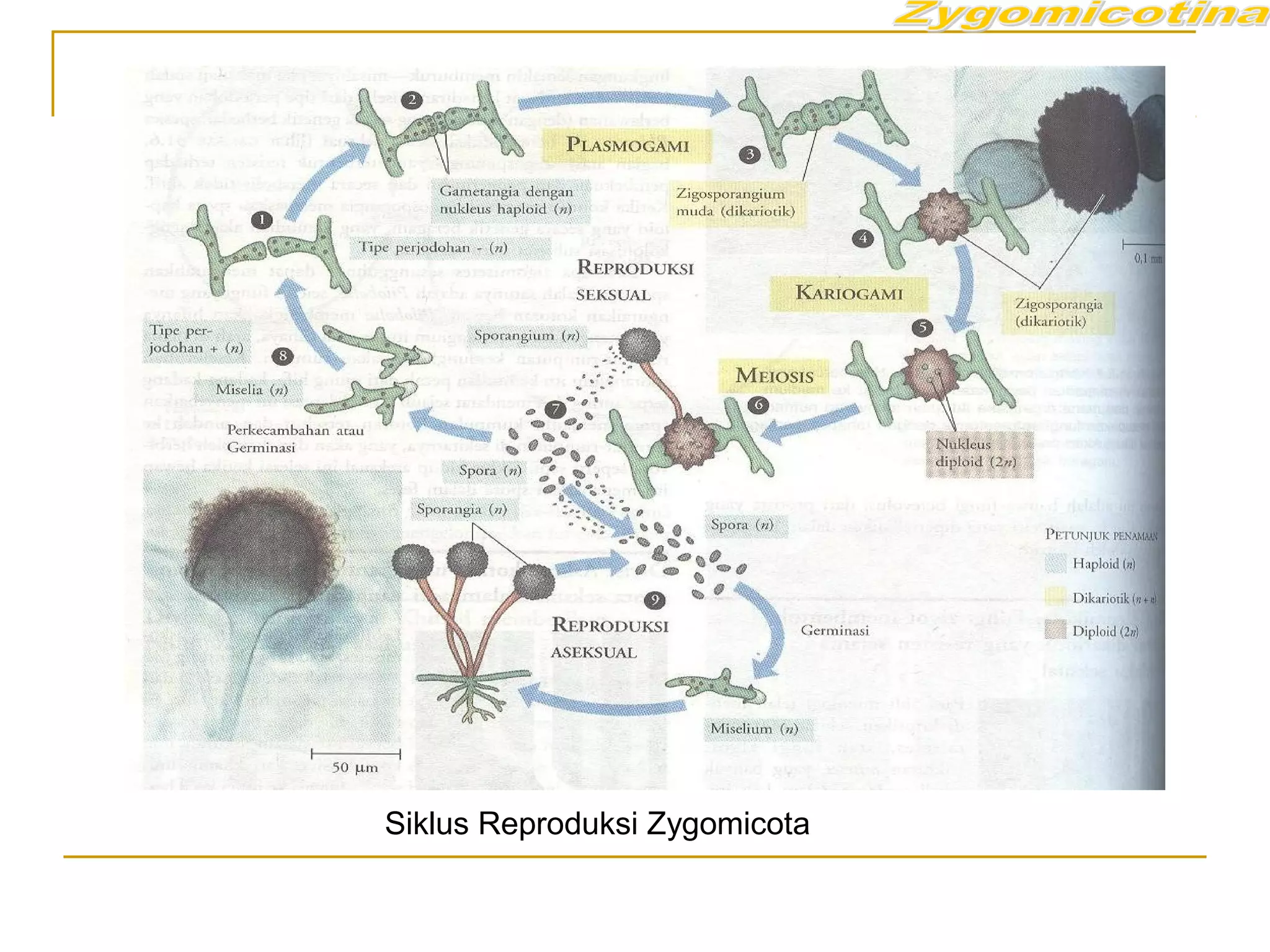 Siklus Reproduksi Zygomicota
 