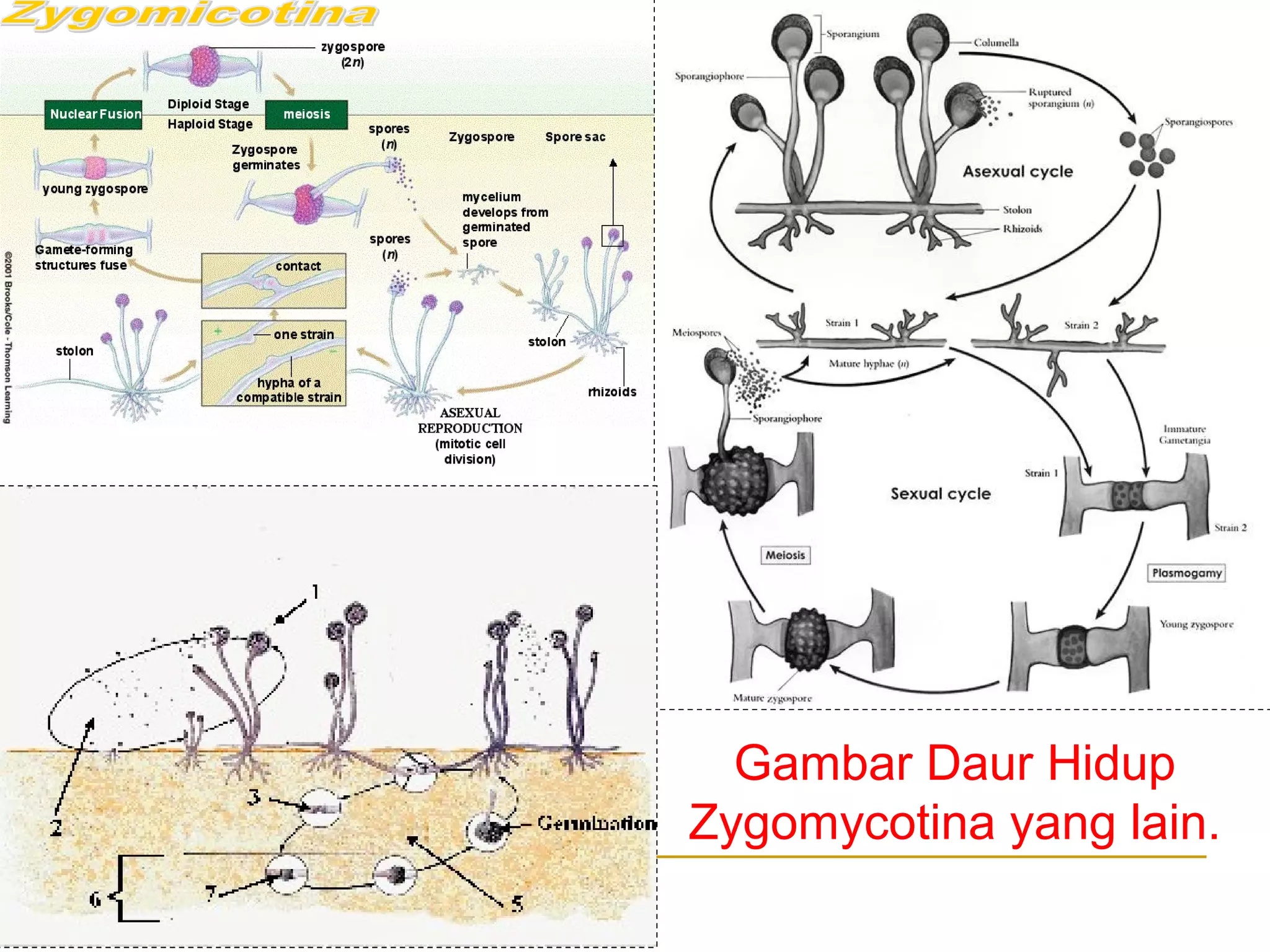Gambar Daur Hidup
Zygomycotina yang lain.
 