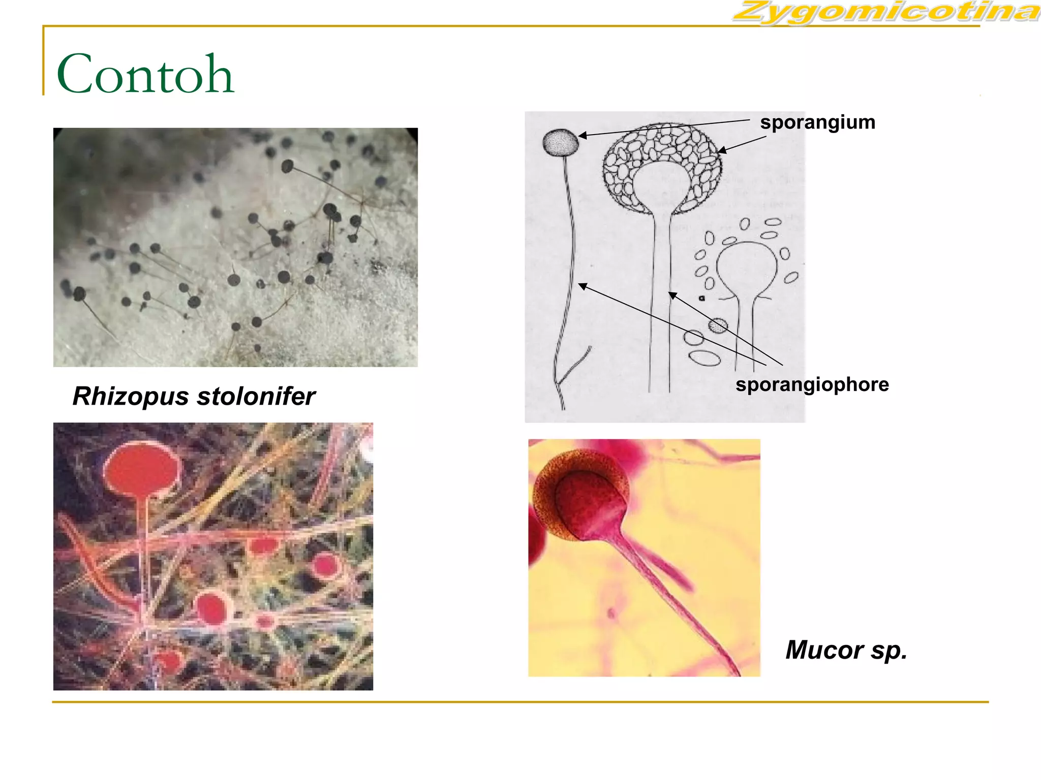 Contoh
sporangium
sporangiophore
Rhizopus stolonifer
Mucor sp.
 