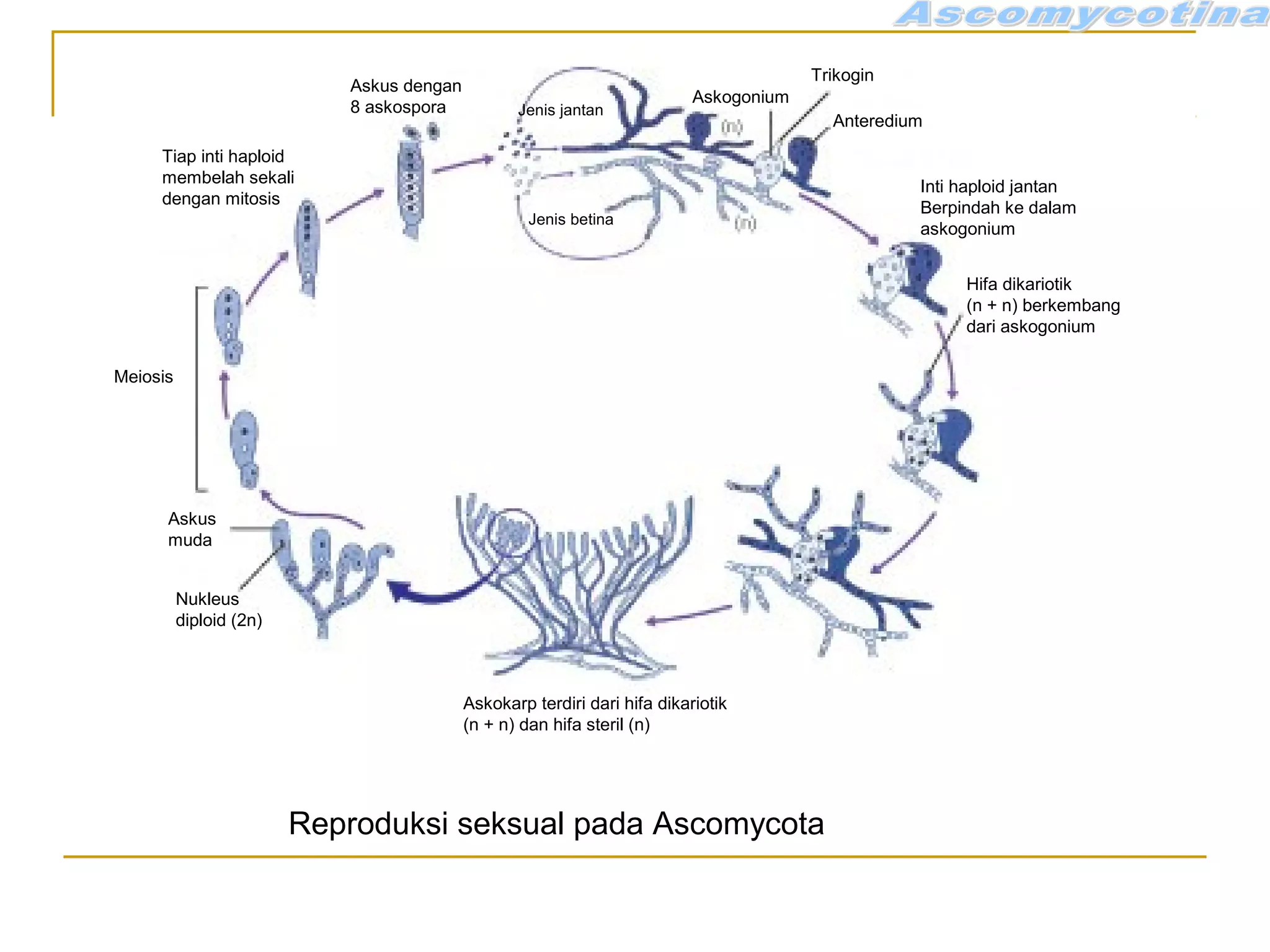 Askus dengan
8 askospora Jenis jantan
Jenis betina
Askogonium
Trikogin
Anteredium
Inti haploid jantan
Berpindah ke dalam
askogonium
Hifa dikariotik
(n + n) berkembang
dari askogonium
Askokarp terdiri dari hifa dikariotik
(n + n) dan hifa steril (n)
Nukleus
diploid (2n)
Askus
muda
Meiosis
Tiap inti haploid
membelah sekali
dengan mitosis
Reproduksi seksual pada Ascomycota
 