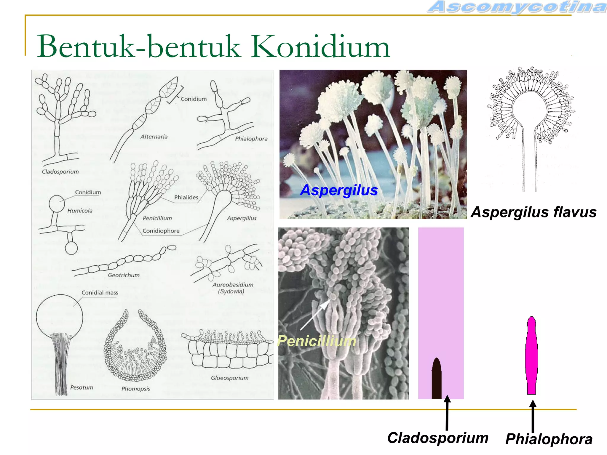 Bentuk-bentuk Konidium
Aspergilus
Penicillium
Aspergilus flavus
Cladosporium Phialophora
 