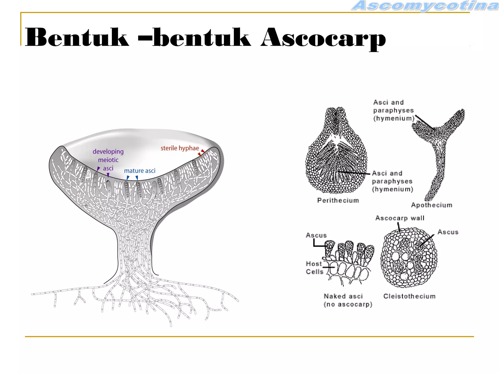 Bentuk –bentuk Ascocarp
 