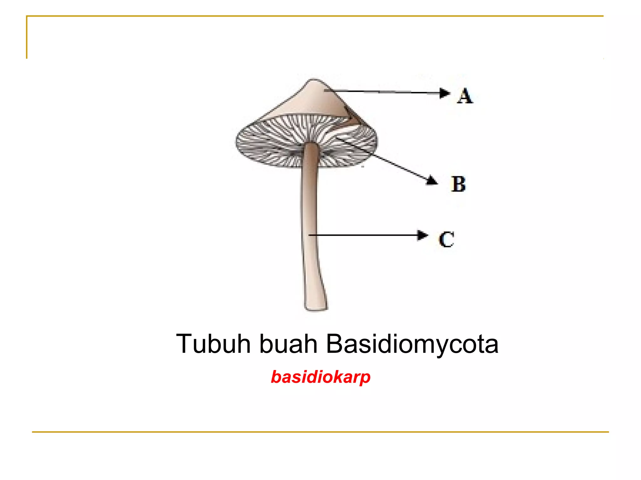 Tubuh buah Basidiomycota
basidiokarp
 