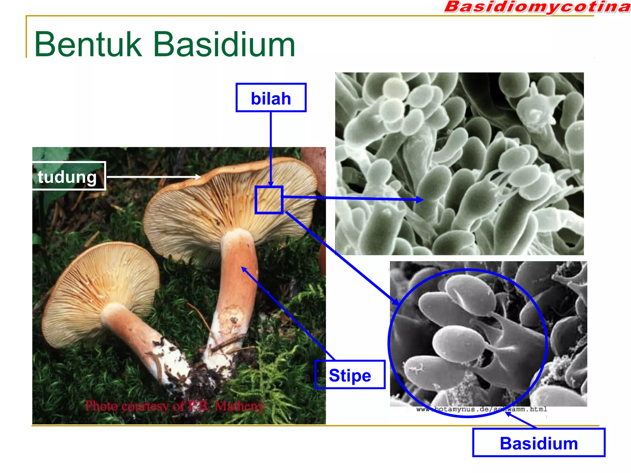 Bentuk Basidium
Stipe
tudung
bilah
Basidium
 