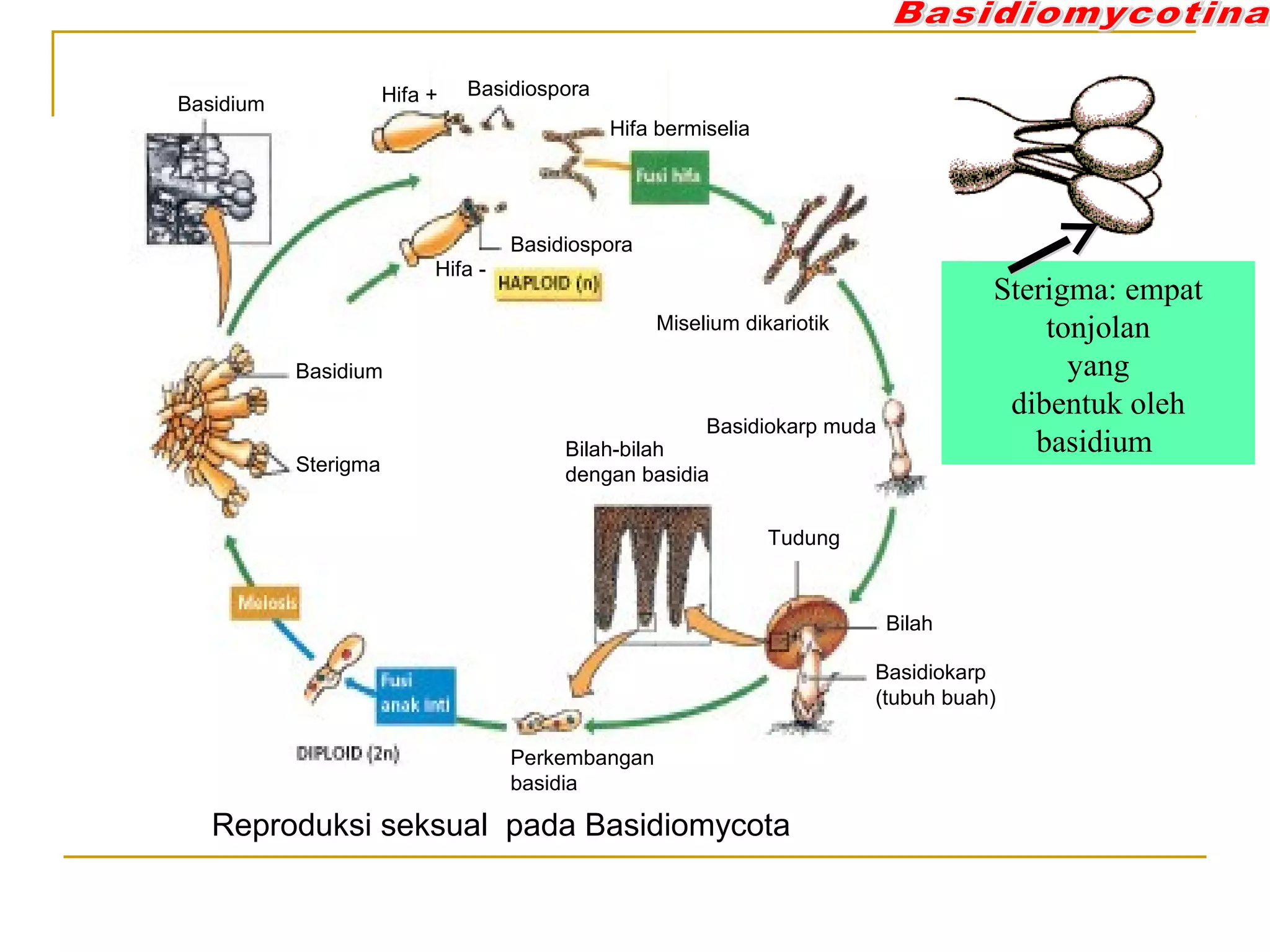 Basidiospora
Hifa bermiselia
Basidiospora
Hifa -
Hifa +
Miselium dikariotik
Basidiokarp muda
Tudung
Bilah
Basidiokarp
(tubuh buah)
Bilah-bilah
dengan basidia
Perkembangan
basidia
Sterigma
Basidium
Basidium
Reproduksi seksual pada Basidiomycota
Sterigma: empat
tonjolan
yang
dibentuk oleh
basidium
 
