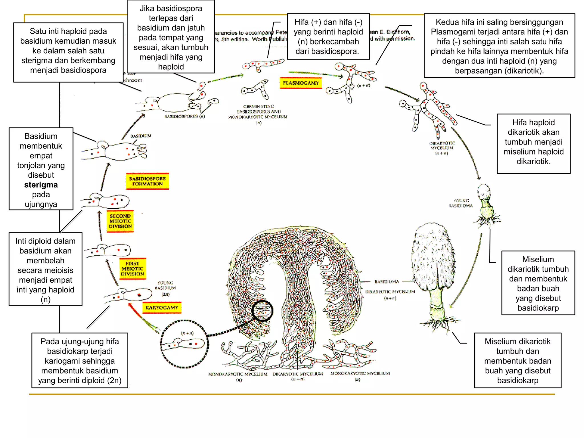 Kedua hifa ini saling bersinggungan
Plasmogami terjadi antara hifa (+) dan
hifa (-) sehingga inti salah satu hifa
pindah ke hifa lainnya membentuk hifa
dengan dua inti haploid (n) yang
berpasangan (dikariotik).
Hifa (+) dan hifa (-)
yang berinti haploid
(n) berkecambah
dari basidiospora.
Hifa haploid
dikariotik akan
tumbuh menjadi
miselium haploid
dikariotik.
Miselium
dikariotik tumbuh
dan membentuk
badan buah
yang disebut
basidiokarp
Miselium dikariotik
tumbuh dan
membentuk badan
buah yang disebut
basidiokarp
Pada ujung-ujung hifa
basidiokarp terjadi
kariogami sehingga
membentuk basidium
yang berinti diploid (2n)
Inti diploid dalam
basidium akan
membelah
secara meioisis
menjadi empat
inti yang haploid
(n)
Basidium
membentuk
empat
tonjolan yang
disebut
sterigma
pada
ujungnya
Satu inti haploid pada
basidium kemudian masuk
ke dalam salah satu
sterigma dan berkembang
menjadi basidiospora
Jika basidiospora
terlepas dari
basidium dan jatuh
pada tempat yang
sesuai, akan tumbuh
menjadi hifa yang
haploid
 
