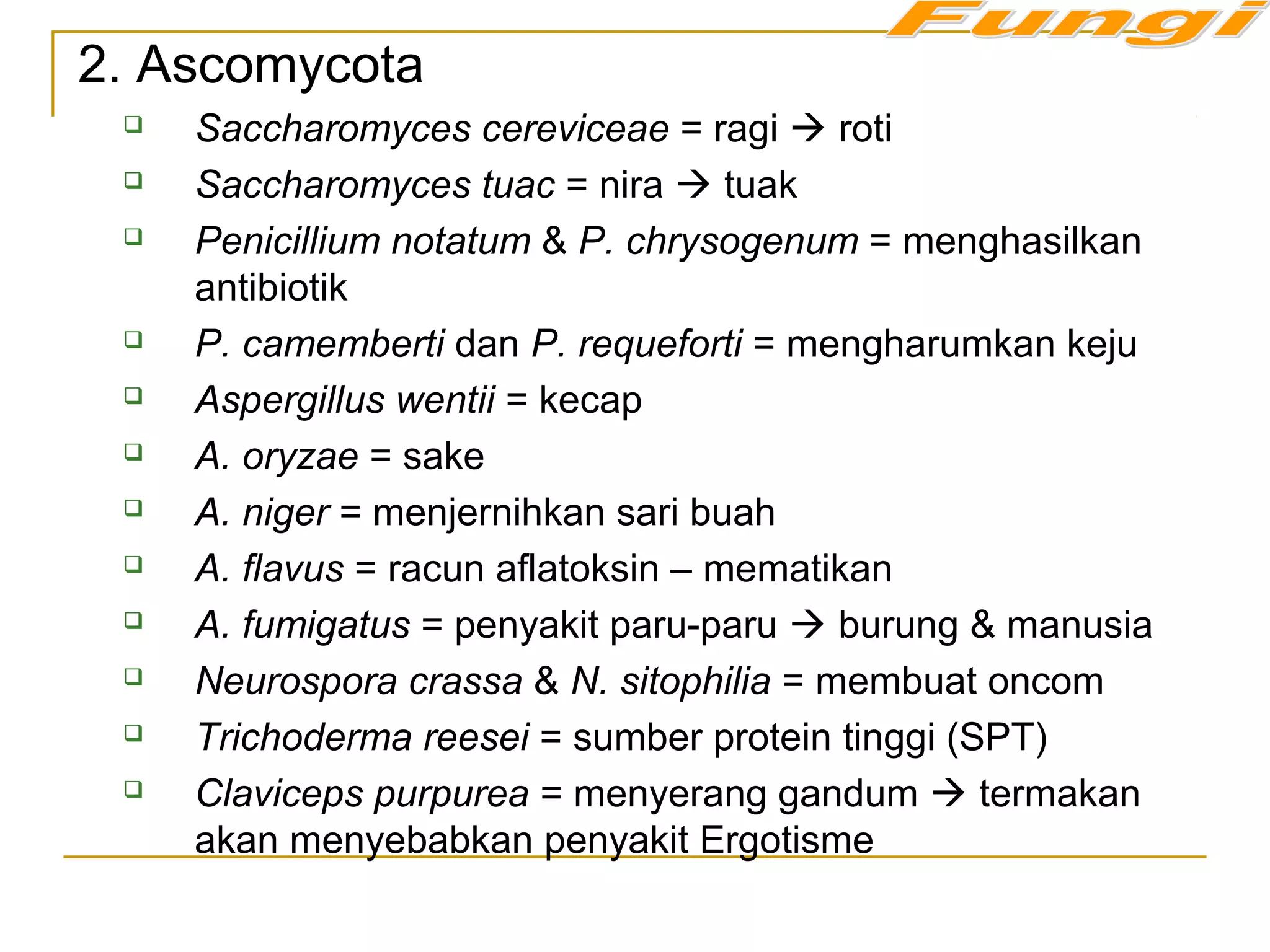 2. Ascomycota
 Saccharomyces cereviceae = ragi  roti
 Saccharomyces tuac = nira  tuak
 Penicillium notatum & P. chrysogenum = menghasilkan
antibiotik
 P. camemberti dan P. requeforti = mengharumkan keju
 Aspergillus wentii = kecap
 A. oryzae = sake
 A. niger = menjernihkan sari buah
 A. flavus = racun aflatoksin – mematikan
 A. fumigatus = penyakit paru-paru  burung & manusia
 Neurospora crassa & N. sitophilia = membuat oncom
 Trichoderma reesei = sumber protein tinggi (SPT)
 Claviceps purpurea = menyerang gandum  termakan
akan menyebabkan penyakit Ergotisme
 