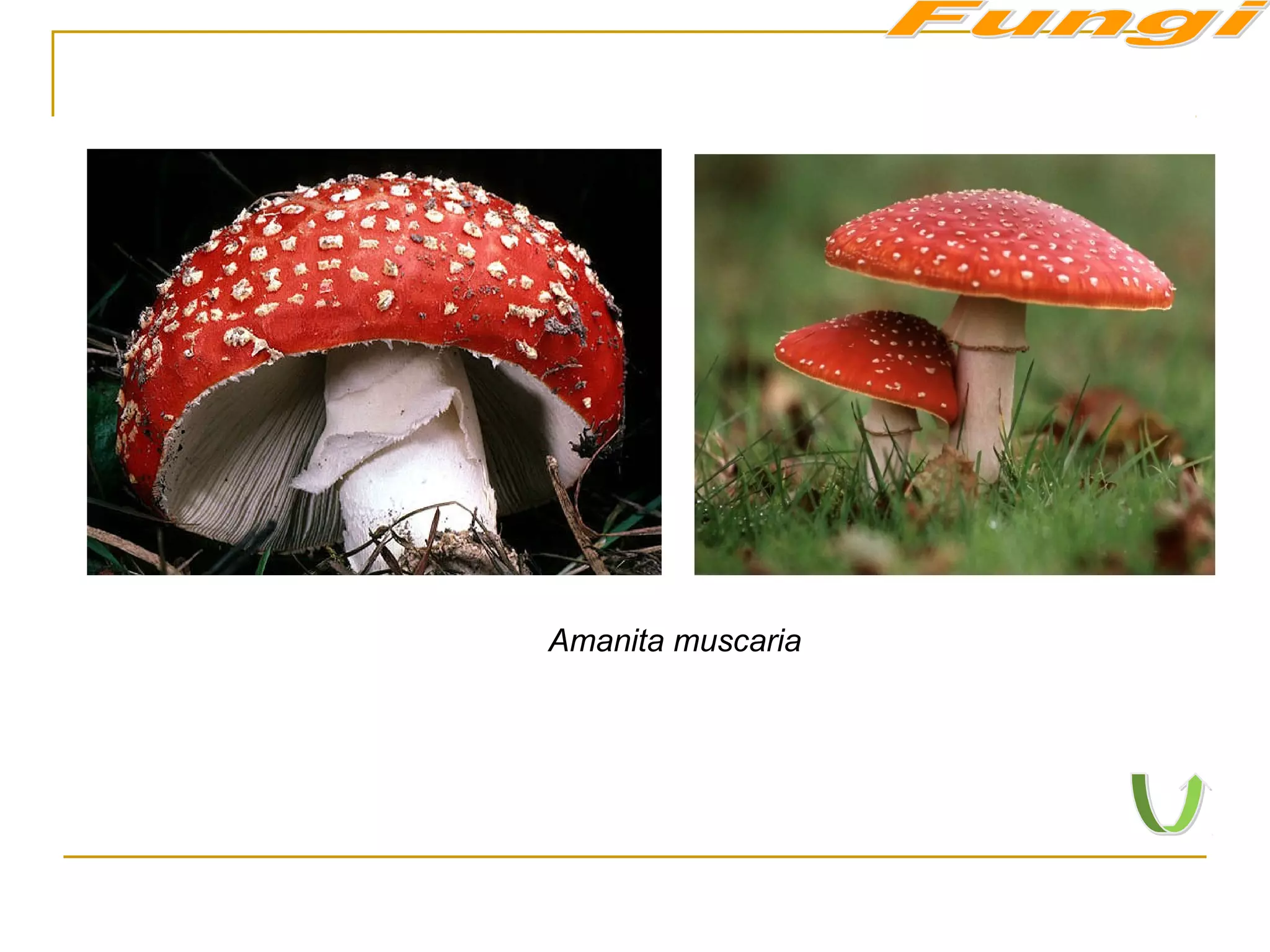 Amanita muscaria
 
