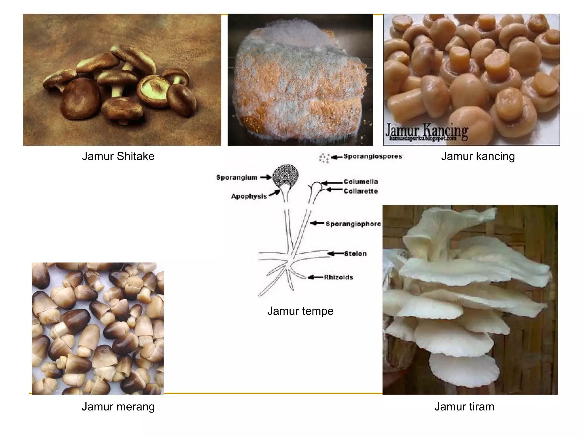 Jamur Shitake
Jamur merang Jamur tiram
Jamur tempe
Jamur kancing
 