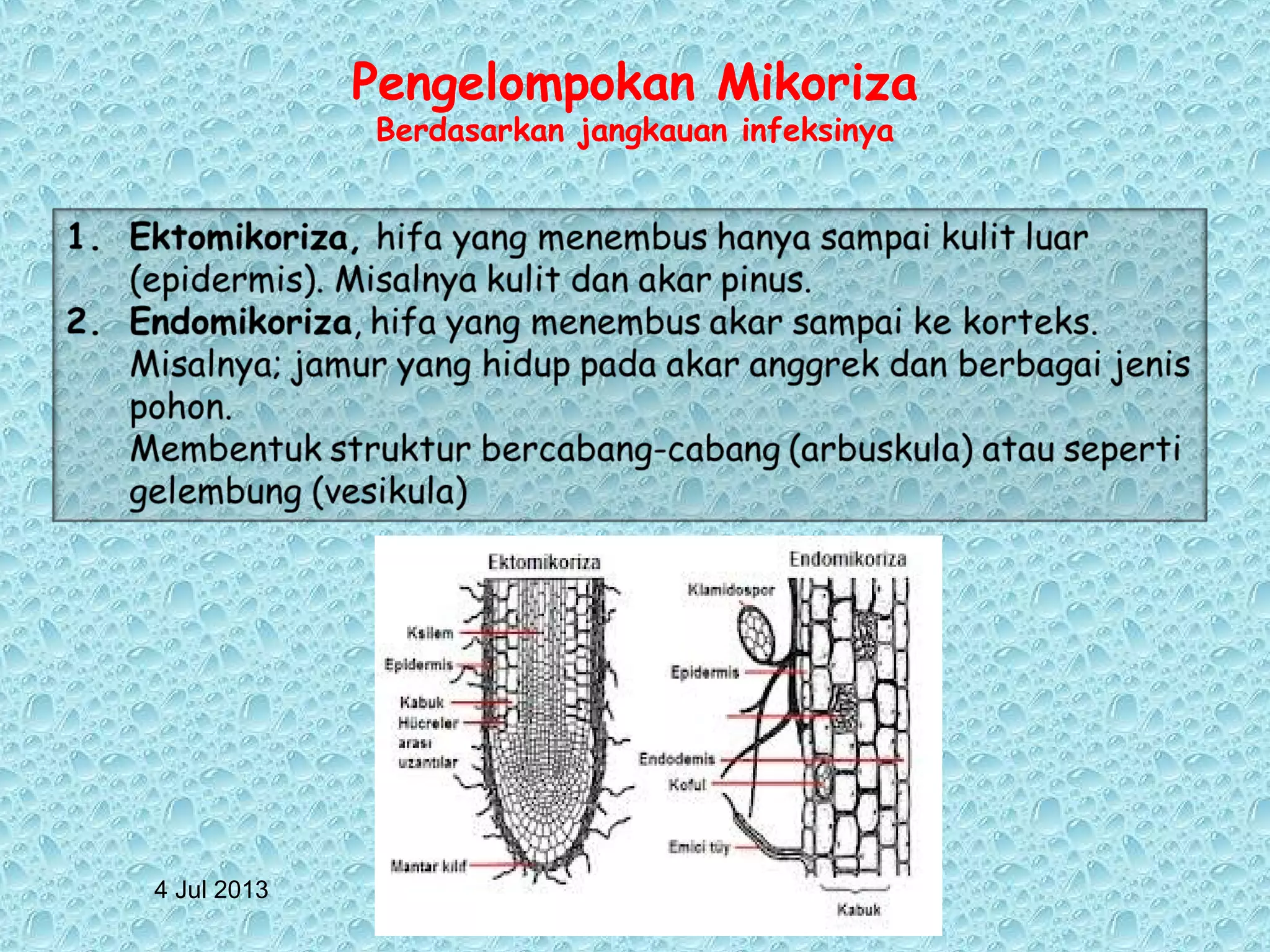 4 Jul 2013
Pengelompokan Mikoriza
Berdasarkan jangkauan infeksinya
 