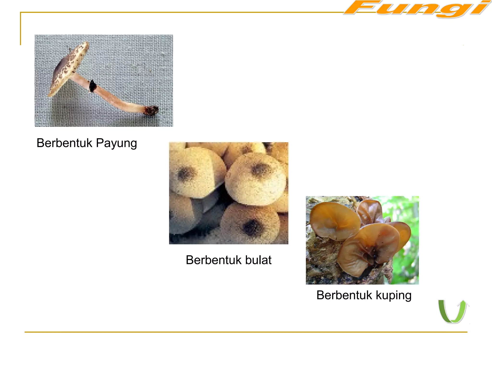 Berbentuk Payung
Berbentuk bulat
Berbentuk kuping
 