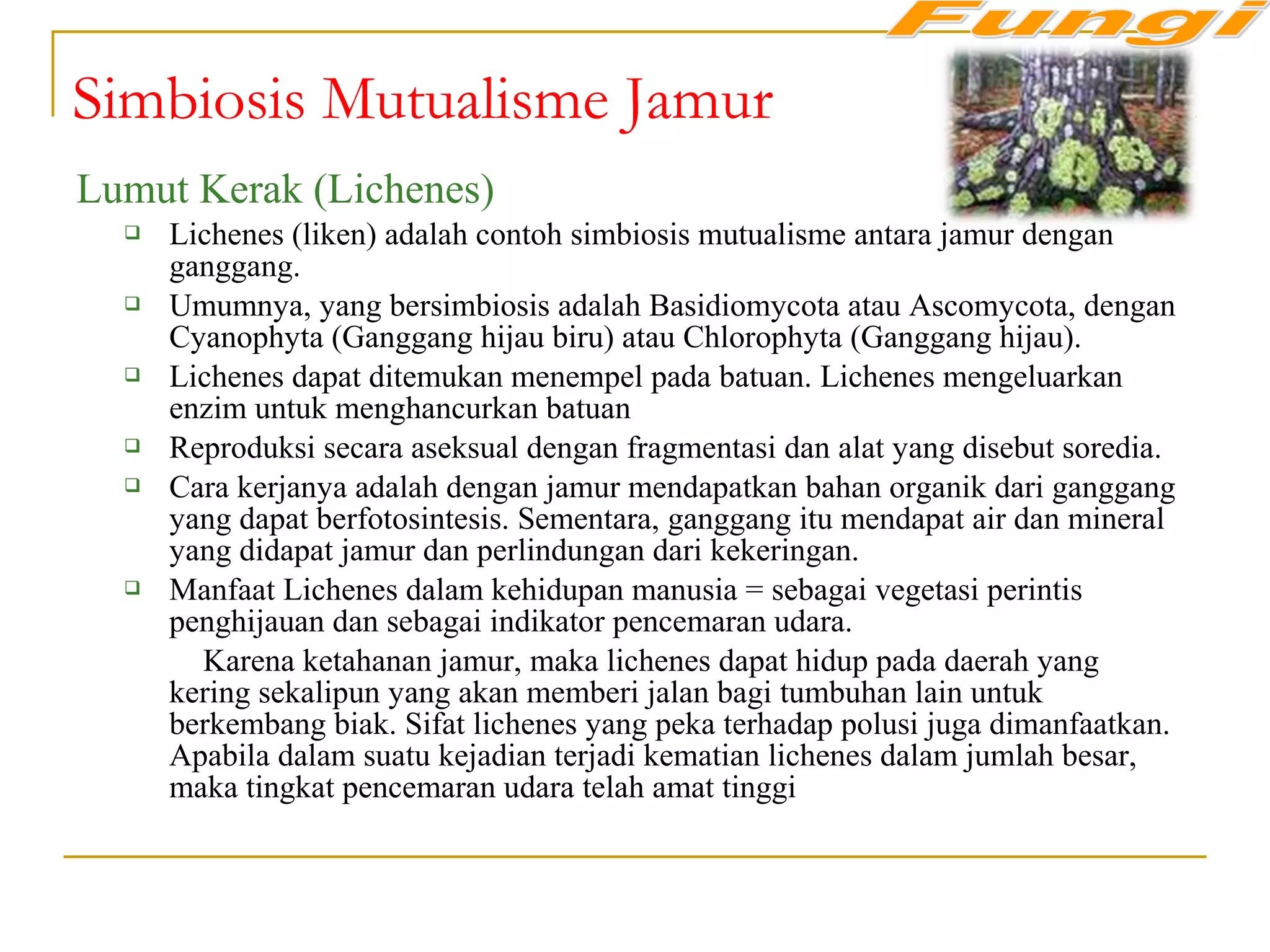 Lumut Kerak (Lichenes)
 Lichenes (liken) adalah contoh simbiosis mutualisme antara jamur dengan
ganggang.
 Umumnya, yang bersimbiosis adalah Basidiomycota atau Ascomycota, dengan
Cyanophyta (Ganggang hijau biru) atau Chlorophyta (Ganggang hijau).
 Lichenes dapat ditemukan menempel pada batuan. Lichenes mengeluarkan
enzim untuk menghancurkan batuan
 Reproduksi secara aseksual dengan fragmentasi dan alat yang disebut soredia.
 Cara kerjanya adalah dengan jamur mendapatkan bahan organik dari ganggang
yang dapat berfotosintesis. Sementara, ganggang itu mendapat air dan mineral
yang didapat jamur dan perlindungan dari kekeringan.
 Manfaat Lichenes dalam kehidupan manusia = sebagai vegetasi perintis
penghijauan dan sebagai indikator pencemaran udara.
Karena ketahanan jamur, maka lichenes dapat hidup pada daerah yang
kering sekalipun yang akan memberi jalan bagi tumbuhan lain untuk
berkembang biak. Sifat lichenes yang peka terhadap polusi juga dimanfaatkan.
Apabila dalam suatu kejadian terjadi kematian lichenes dalam jumlah besar,
maka tingkat pencemaran udara telah amat tinggi
Simbiosis Mutualisme Jamur
 