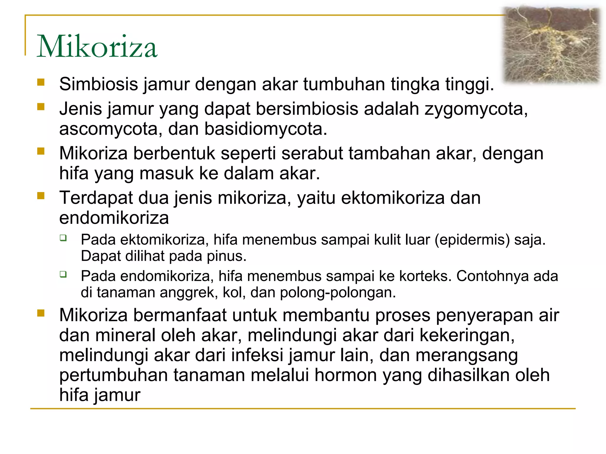 Mikoriza
 Simbiosis jamur dengan akar tumbuhan tingka tinggi.
 Jenis jamur yang dapat bersimbiosis adalah zygomycota,
ascomycota, dan basidiomycota.
 Mikoriza berbentuk seperti serabut tambahan akar, dengan
hifa yang masuk ke dalam akar.
 Terdapat dua jenis mikoriza, yaitu ektomikoriza dan
endomikoriza
 Pada ektomikoriza, hifa menembus sampai kulit luar (epidermis) saja.
Dapat dilihat pada pinus.
 Pada endomikoriza, hifa menembus sampai ke korteks. Contohnya ada
di tanaman anggrek, kol, dan polong-polongan.
 Mikoriza bermanfaat untuk membantu proses penyerapan air
dan mineral oleh akar, melindungi akar dari kekeringan,
melindungi akar dari infeksi jamur lain, dan merangsang
pertumbuhan tanaman melalui hormon yang dihasilkan oleh
hifa jamur
 