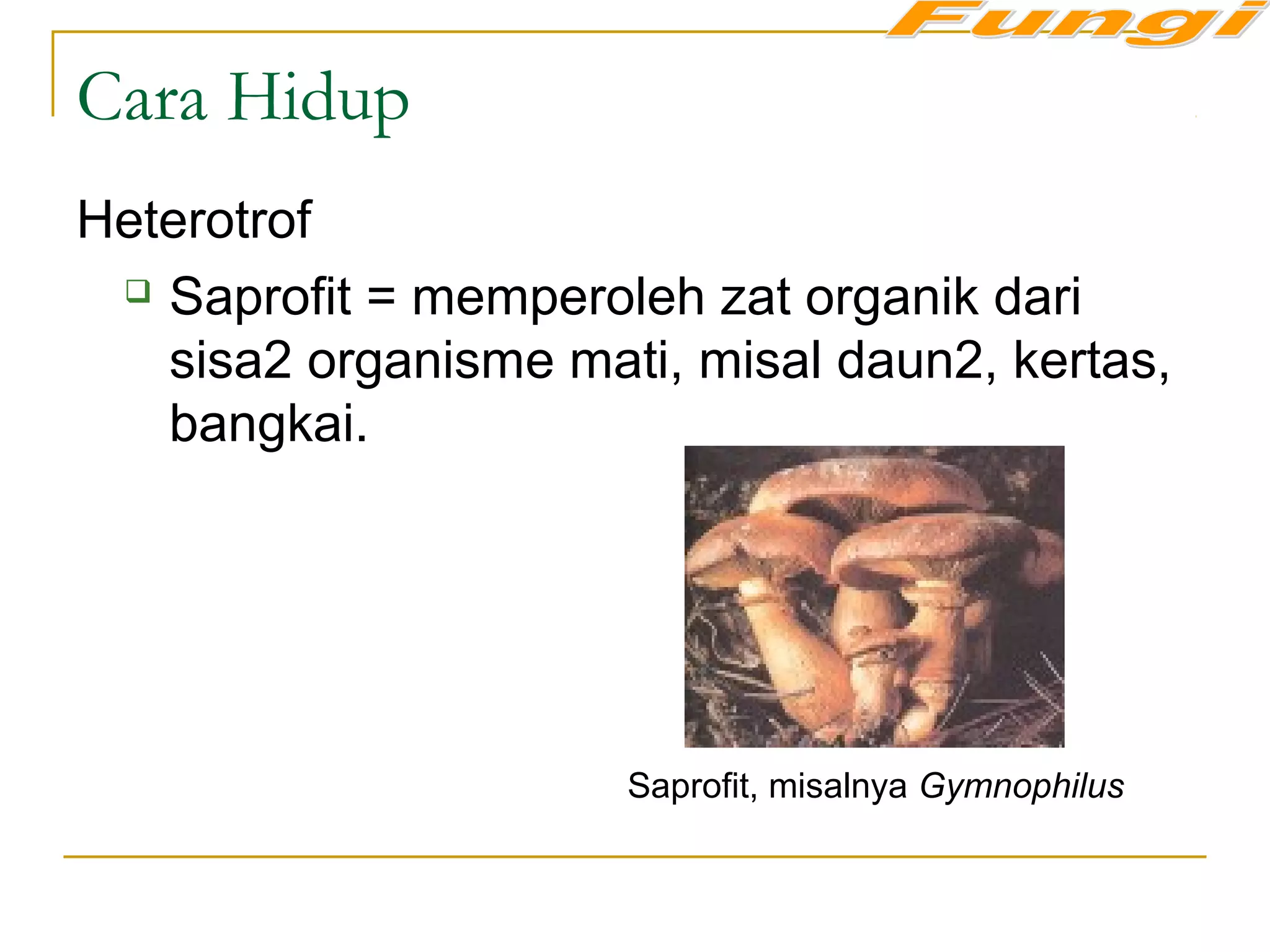 Cara Hidup
Heterotrof
 Saprofit = memperoleh zat organik dari
sisa2 organisme mati, misal daun2, kertas,
bangkai.
Saprofit, misalnya Gymnophilus
 