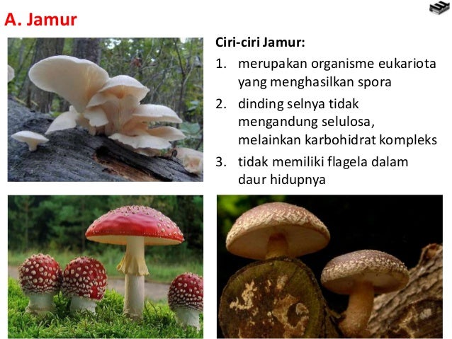Jamur Jamur