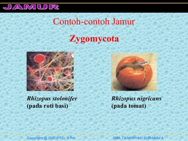 Klasifikasi Ciri Kingdom Fungi Perkembangbiakannya Deuteromycota Disebut Jamur Imperfecti Tidak