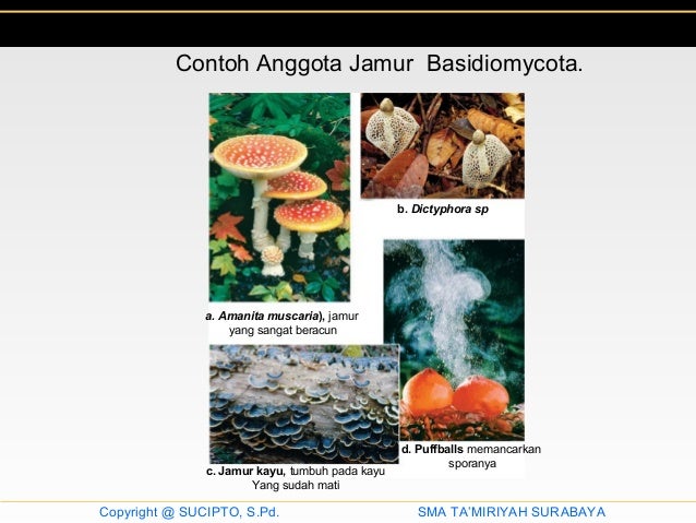 Gambar Jamur Basidiomycota Struktur Tubuh Reproduksi 