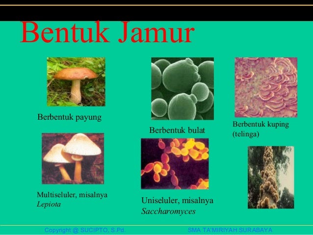 Bab 5 jamur  Kelas 10 kurikulum 2013