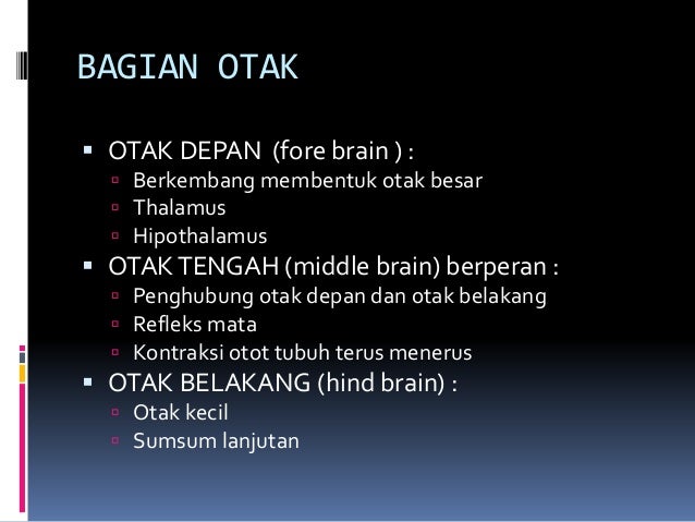 Otak