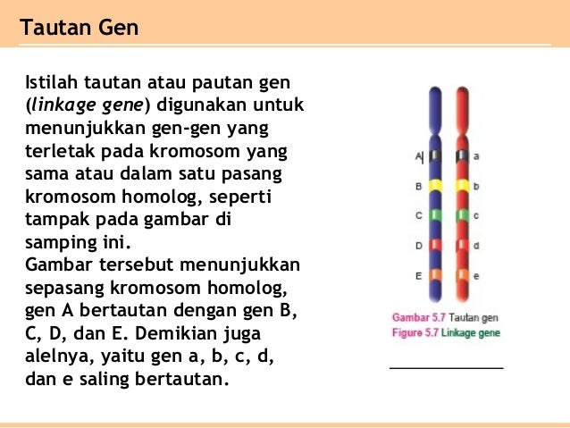 Bab 5 Pola Pola Hereditas Kelas Xii Sma Ipa