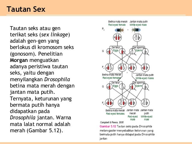 Bab 5 Pola Pola Hereditas Kelas Xii Sma Ipa