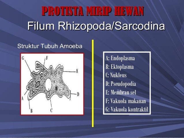 PPT PROTISTA