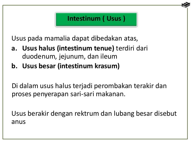 8 Bahan Makanan Yang Dapat Membersihkan Usus  Hello Sehat