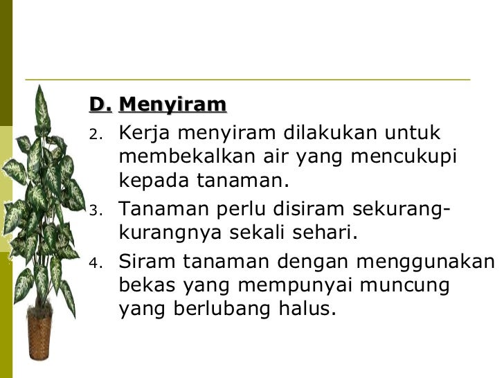 khb ting  bab  tanaman hiasan