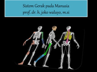 Sistem Gerak pada Manusia 
prof. dr. h. joko waluyo, m.si 
 