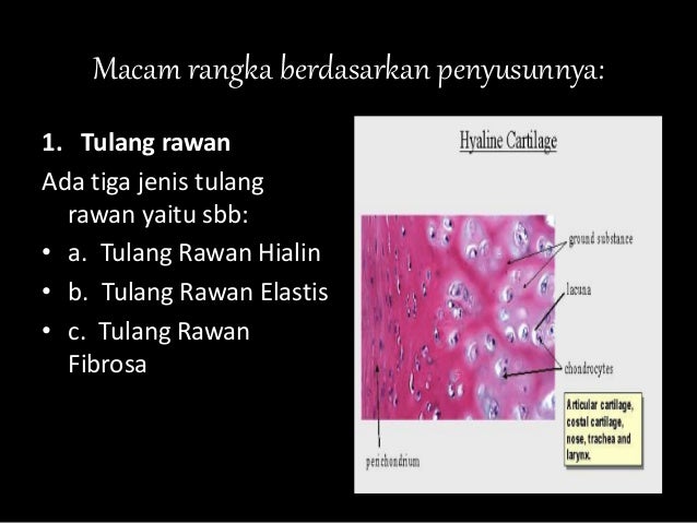 BIOLOGI SISTEM GERAK 