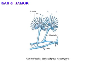 BAB 6  JAMUR Alat reproduksi aseksual pada Ascomycota Konidia Konidiofor Hifa 