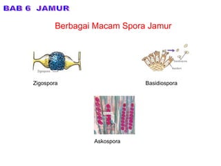 Berbagai Macam Spora Jamur BAB 6  JAMUR Zigospora Basidiospora Askospora 