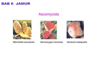 BAB 6  JAMUR Ascomycota Morchella esculenta Sarcoscypa coccinea Venturia inaequalis 