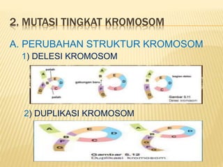 MUTASI BIOLOGI - 3 SMA | PPTX
