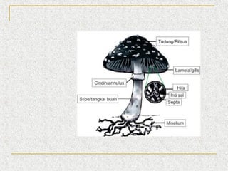 Jamur Multiseluler PPT FUNGI | PPT